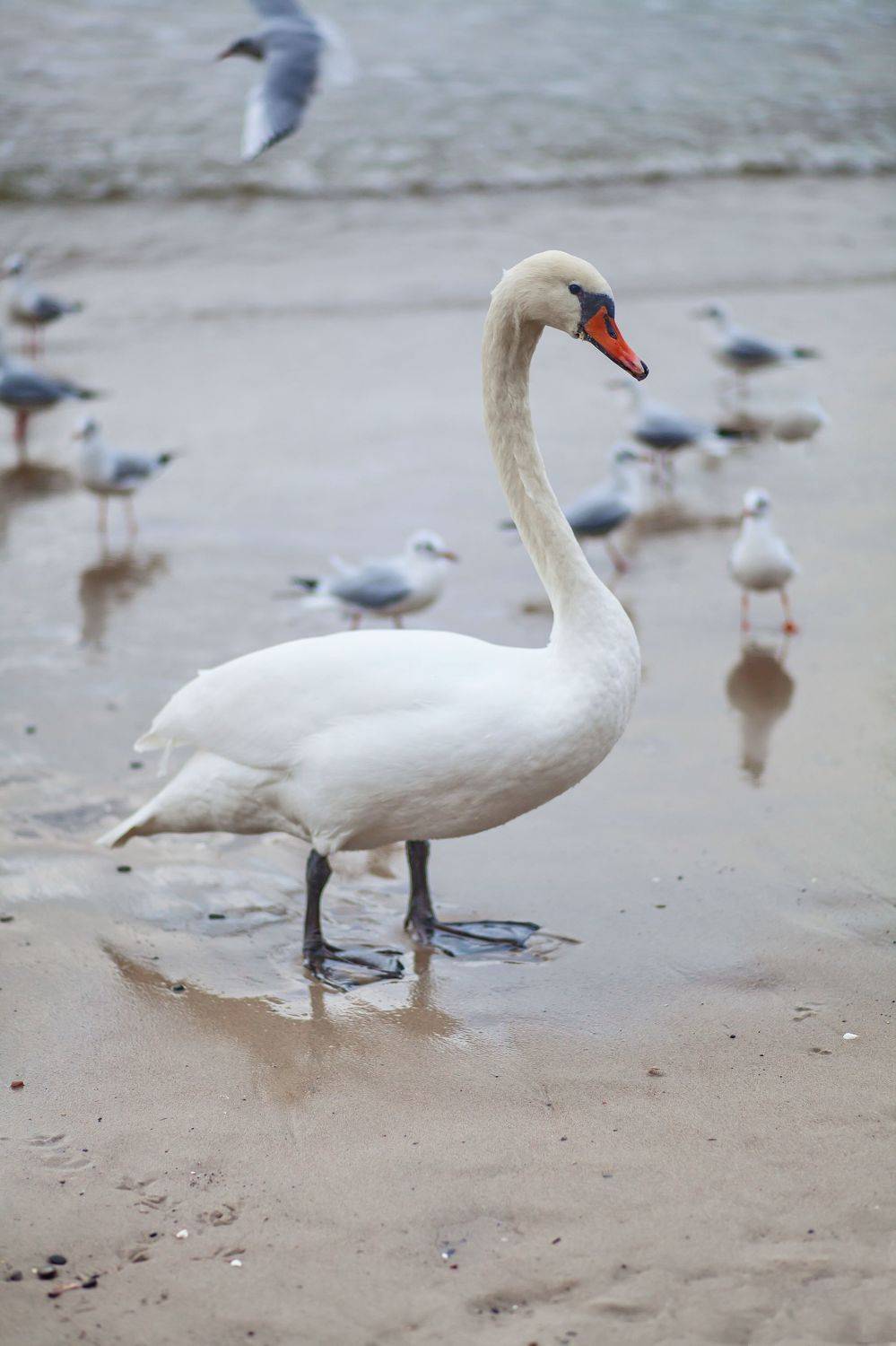 Лебедь, Светлогорск, Lilia Tkachenko