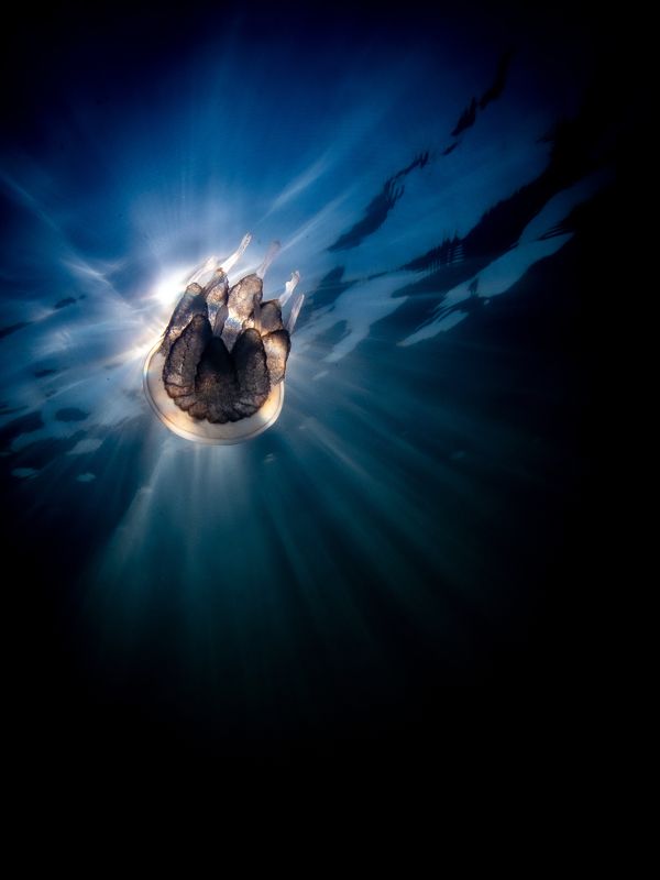 Jelly against the Sun фото превью