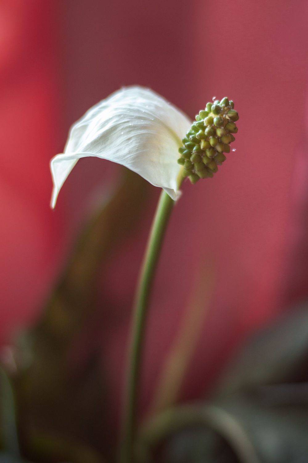 , Александр