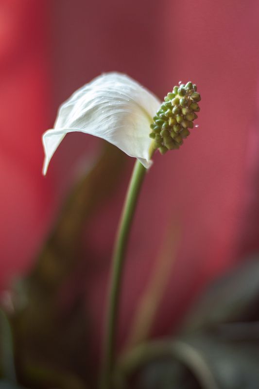 Цветение неизвестного цветка фото превью