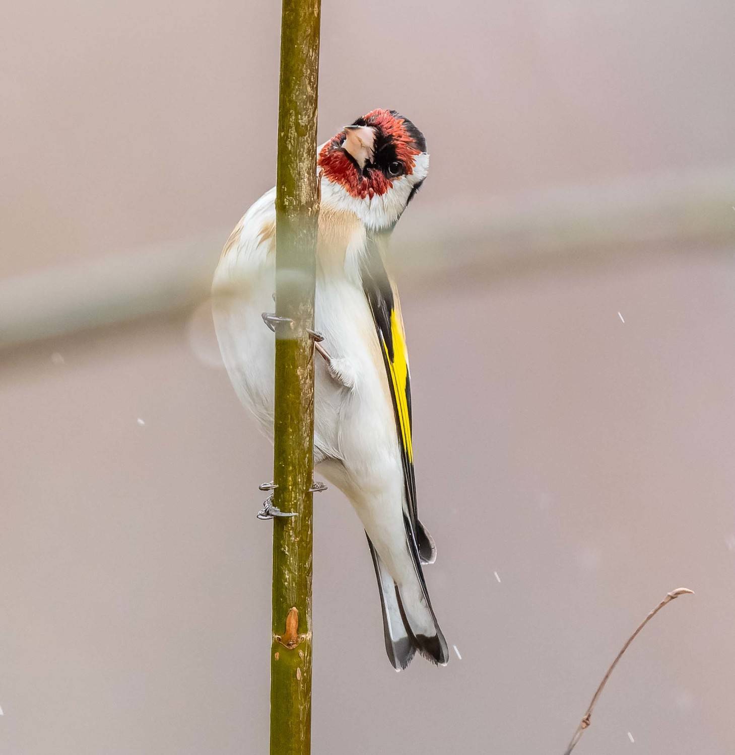 , Дэм Константин