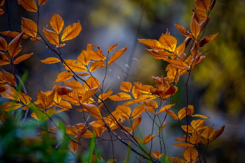 Яркая осень фото превью