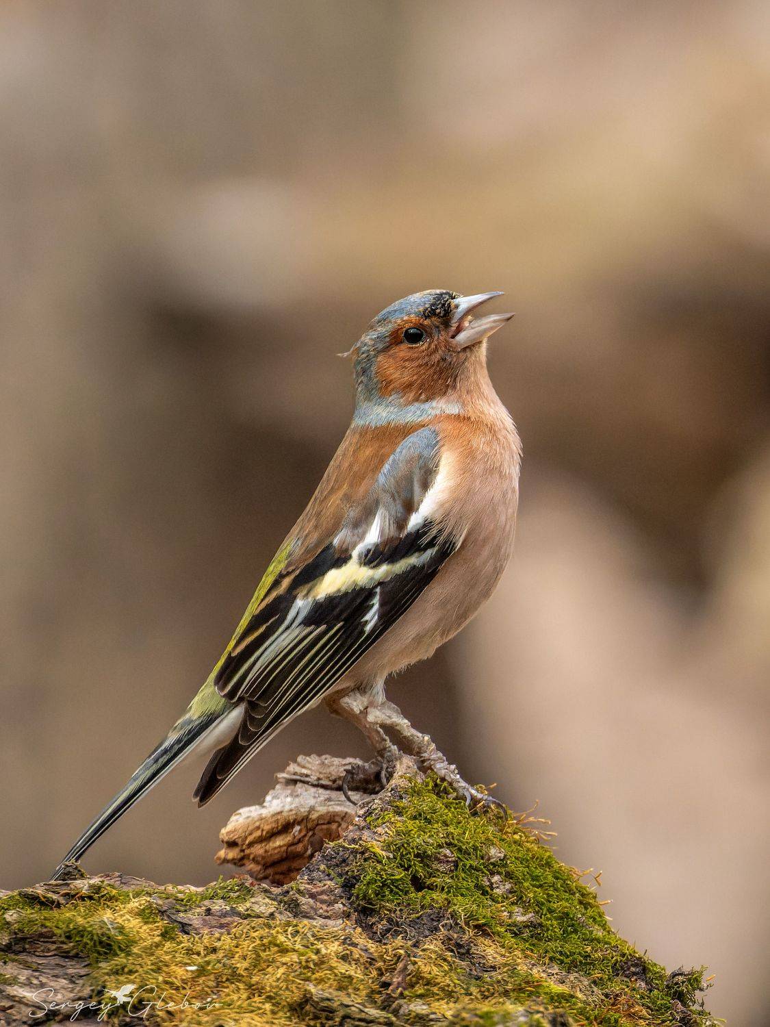 зяблик, птицы, пернатые, Глебов Сергей