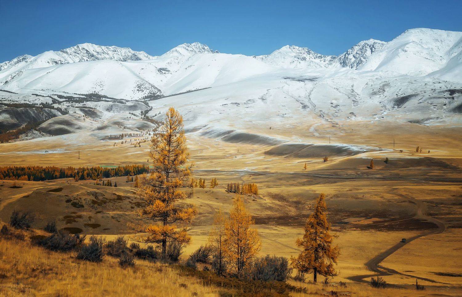 горный алтай,октябрь,курайская степь,курайский хребет в снегу, Лора Павлова