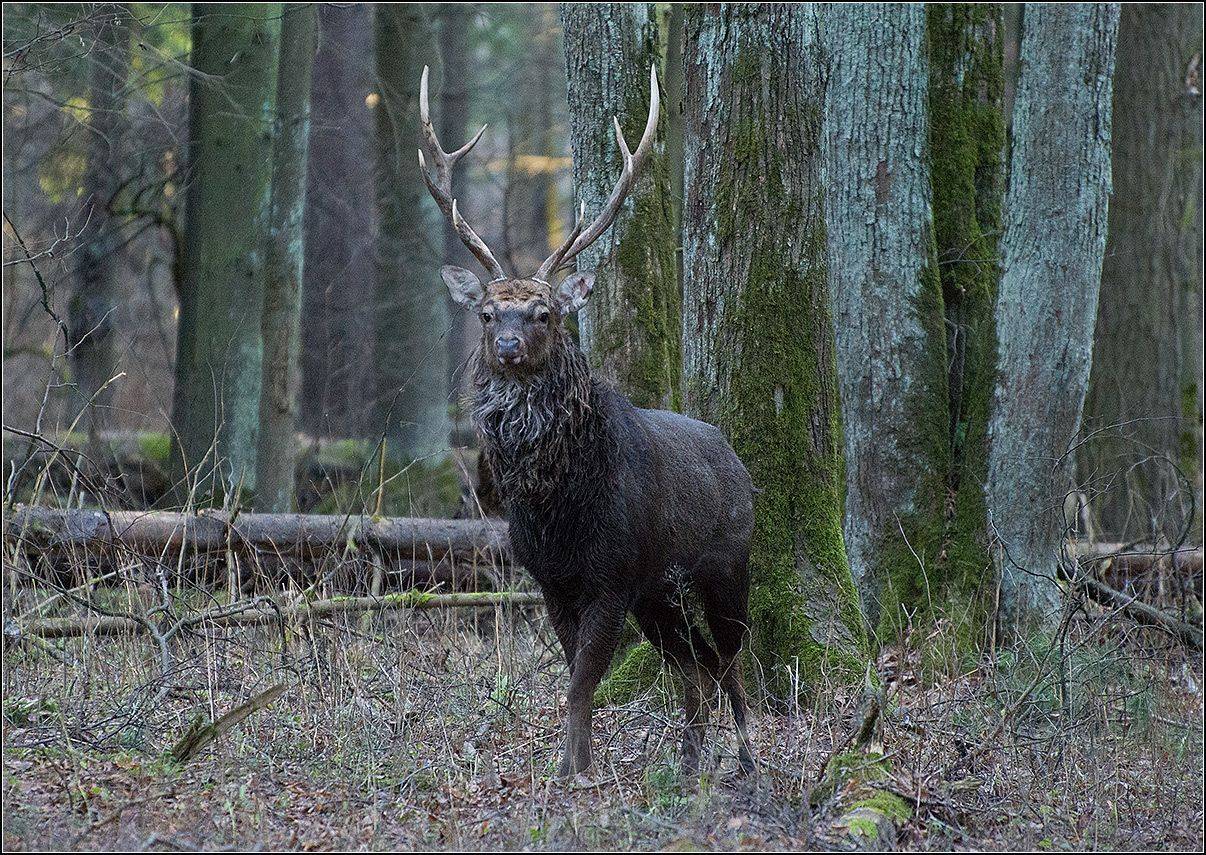 москва, осень. нац. парк л.о., олень, АНАТОЛИЙ ДОВЫДЕНКО