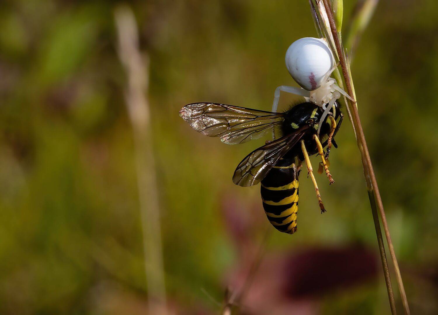 insect, spider, sunset, macrophoto, enthomology, wasp, insectphoto, insectlovers, nature, Stephane