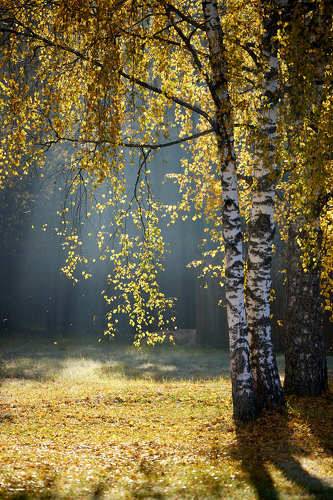 Осеннее утро