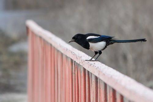 Обыкновенная сорока (Pica pica).