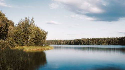Лес у реки