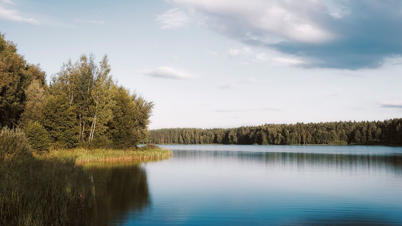Лес у реки фото превью