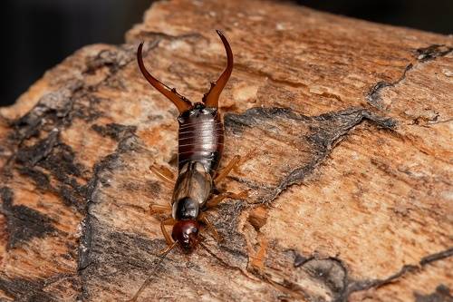 Common earwig