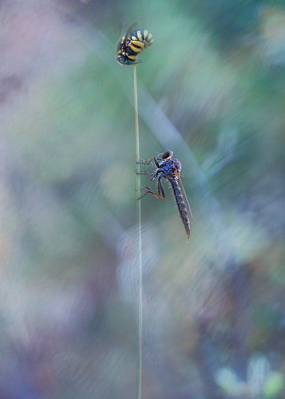 Ранним утром. фото превью