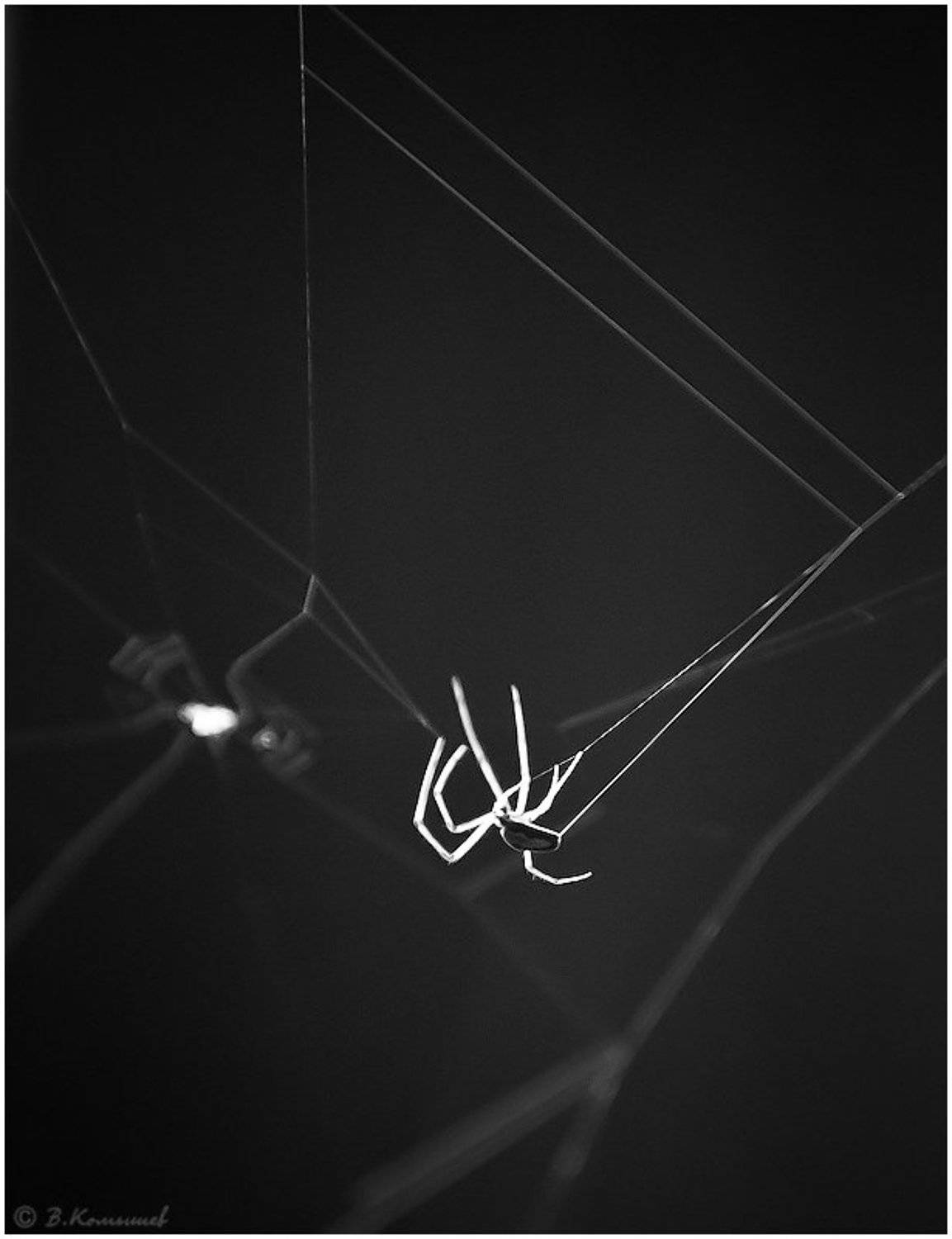 Паук, Паутина, Природа, Владимир Комышев