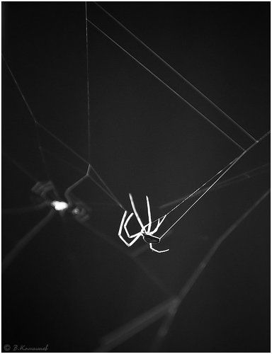 Любитель геометрии...