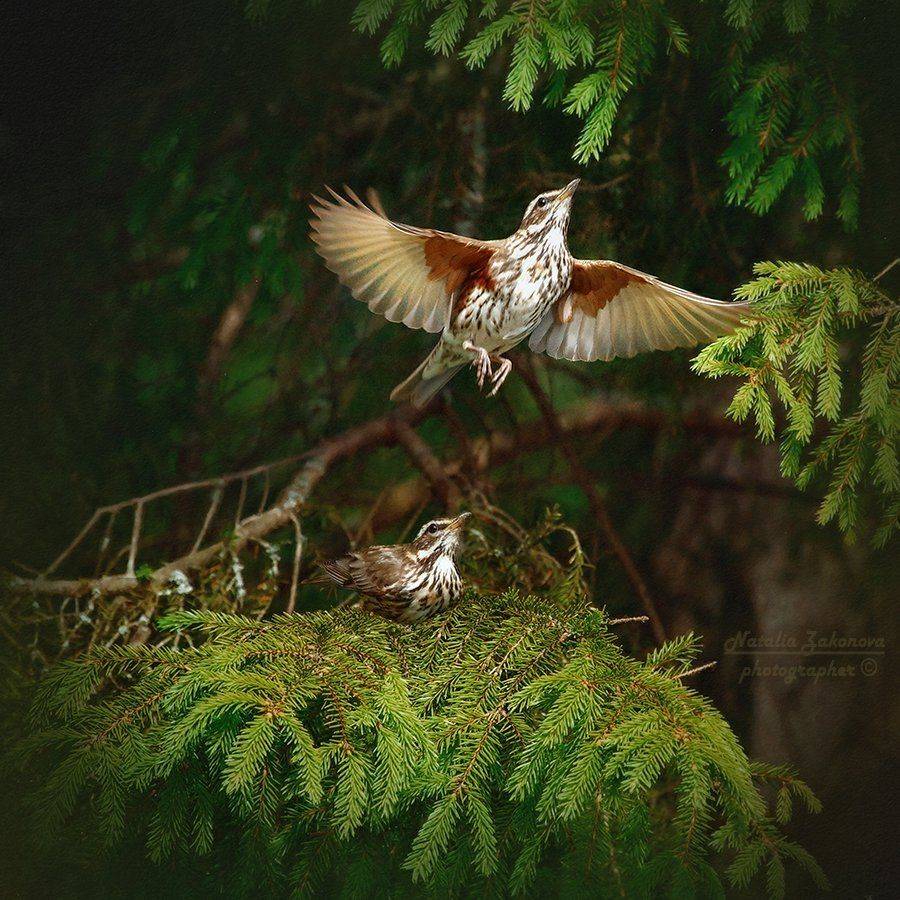 , Наталья Законова