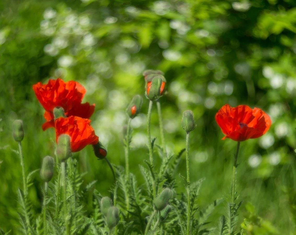 , Марина Брыдня