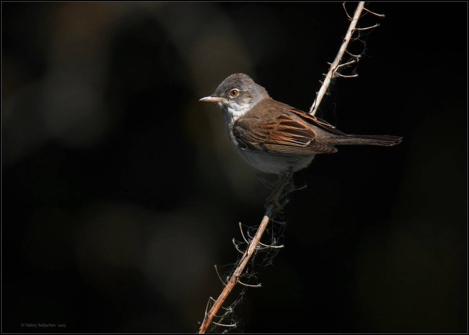 , Валерий Субачев