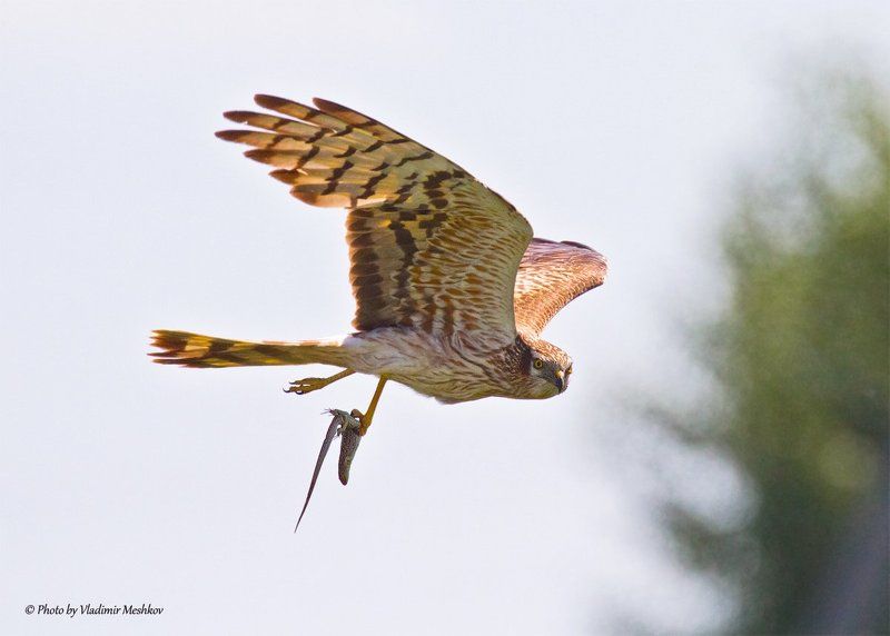 Всё вкусное - птенцам! фото превью
