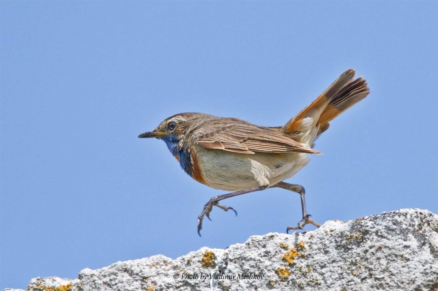 , &copy; =Vladimir Meshkov=