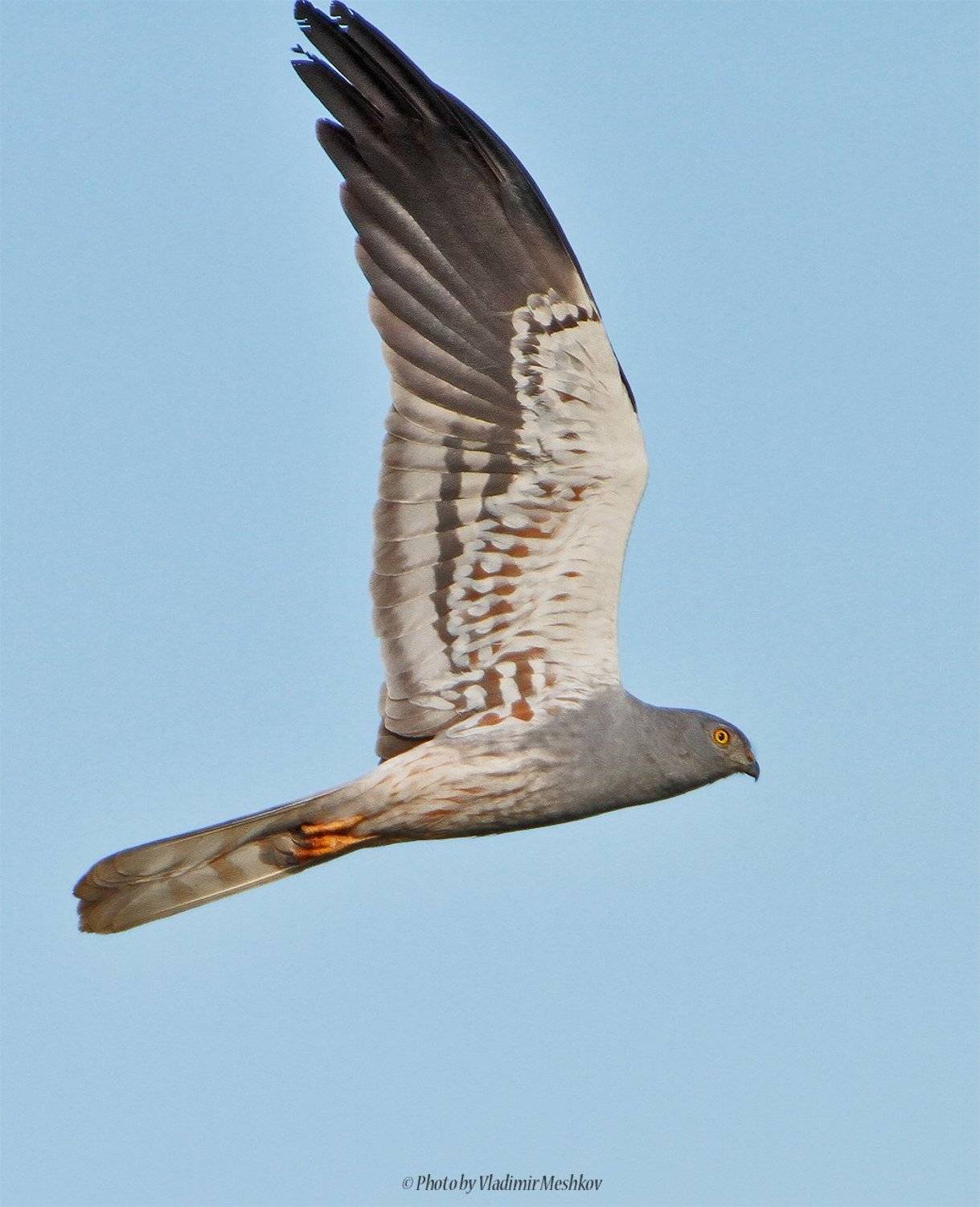 , &copy; =Vladimir Meshkov=