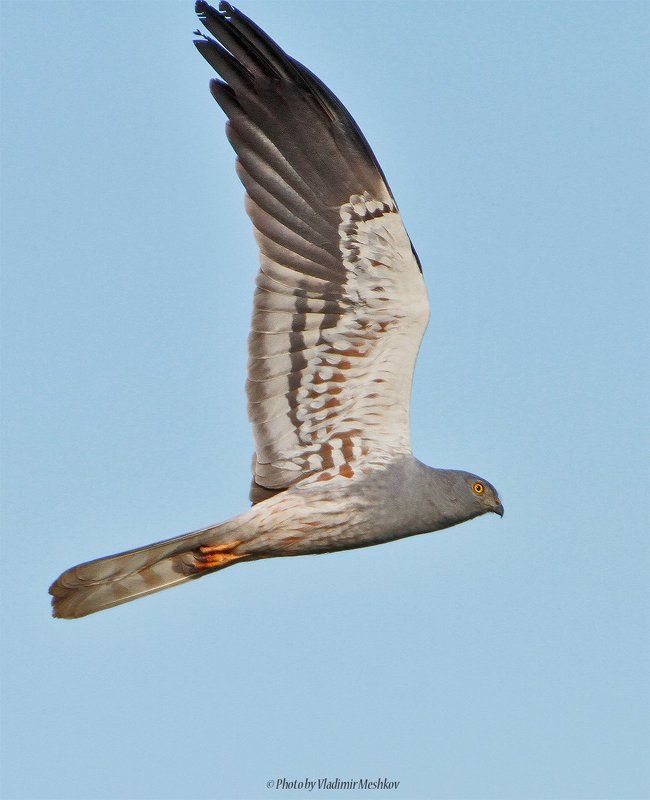 Луговой лунь, самец. фото превью
