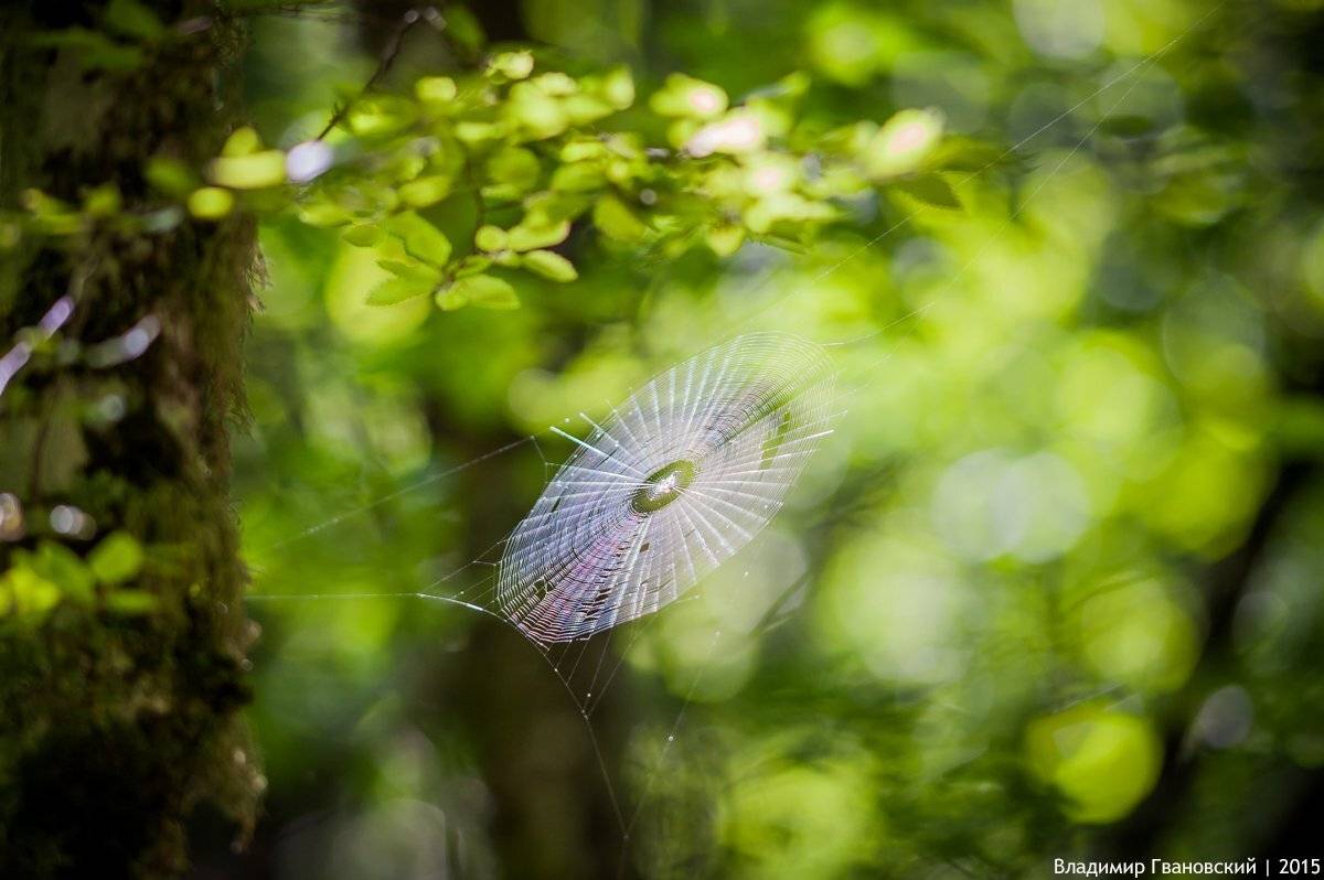 , Гвановский Владимир