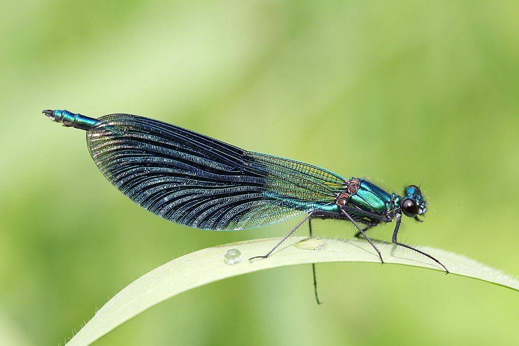 , Сергей Таланов