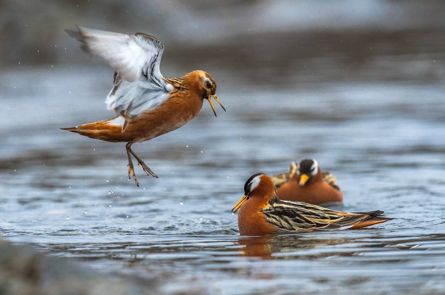 , Сергей Иванов