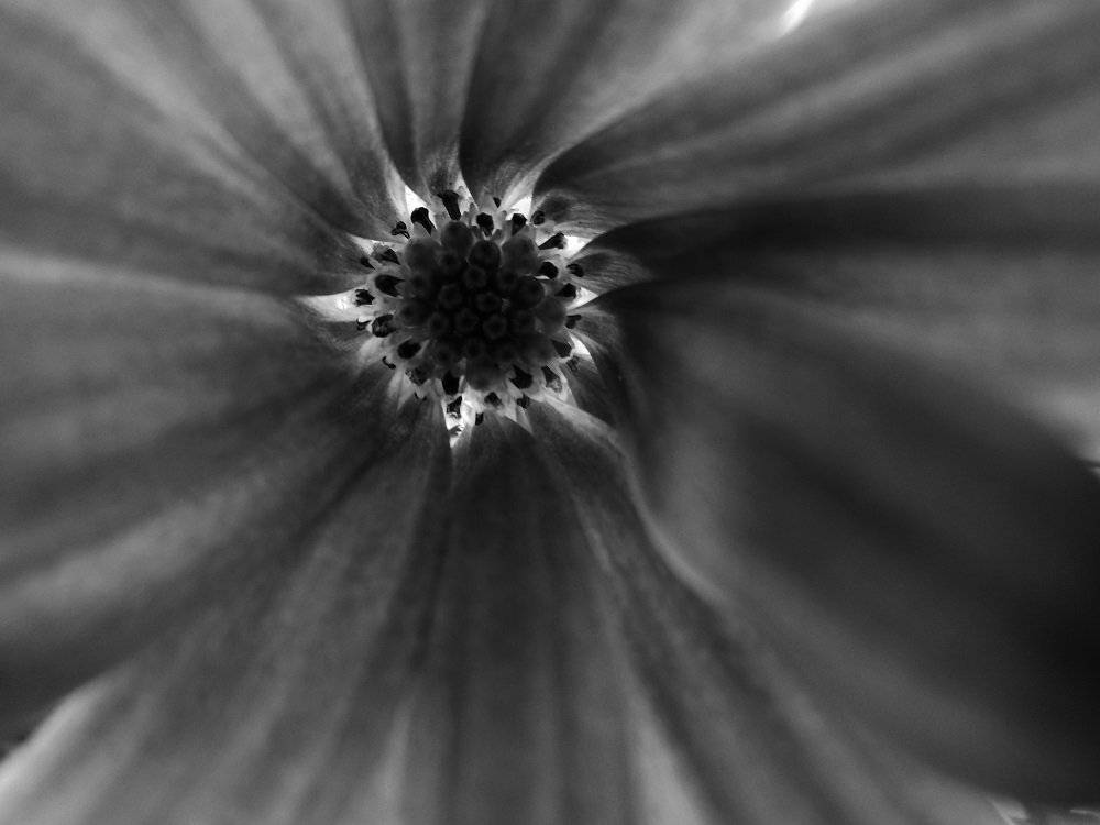 Blackandwhite, Flower, Macro, Ксения
