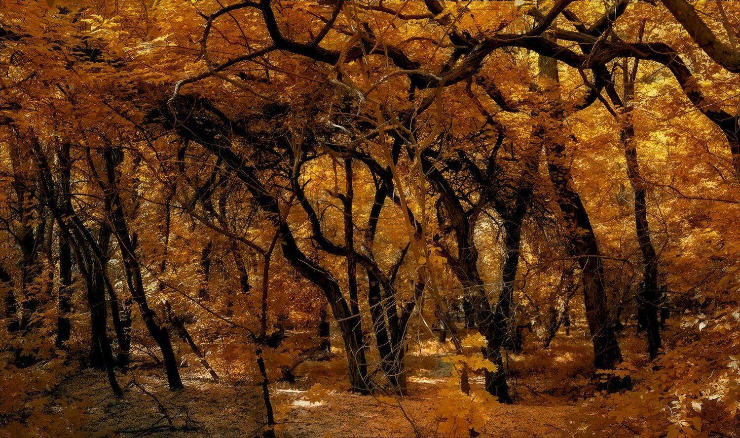 , Игорь Мелекесцев