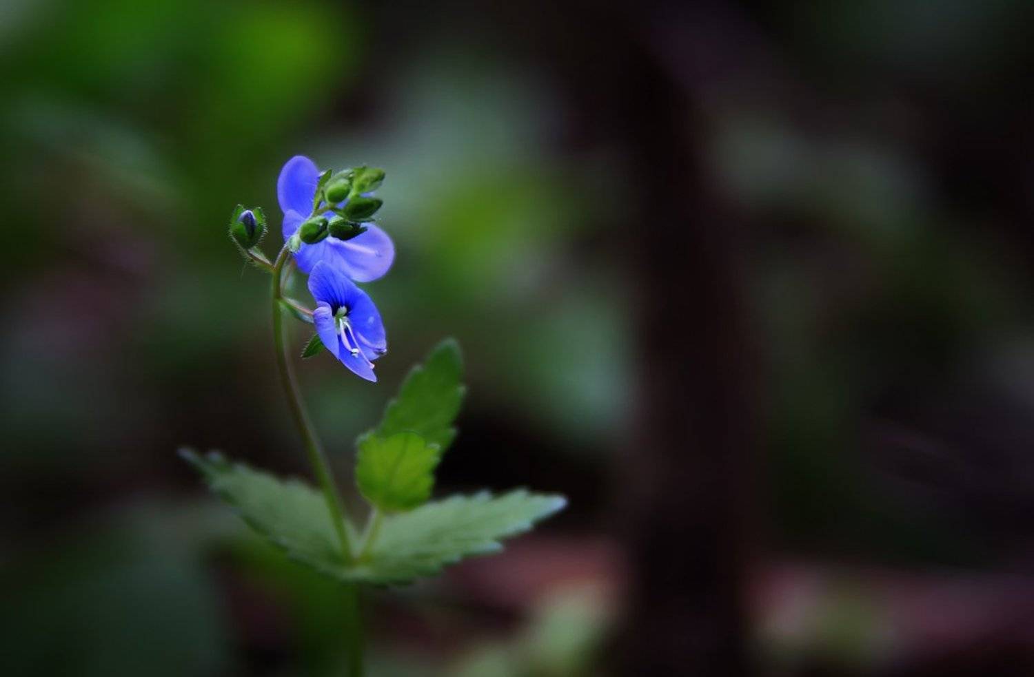 , Киливник Наталия(Metron)