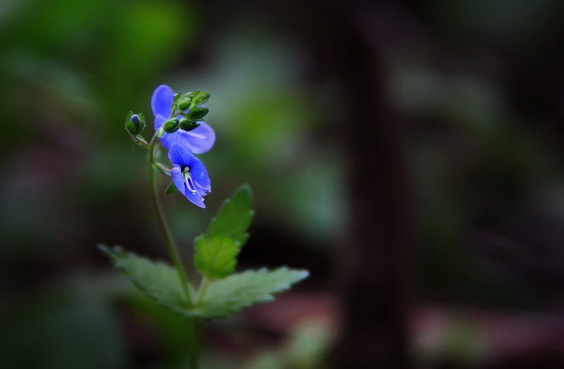 ***** фото превью