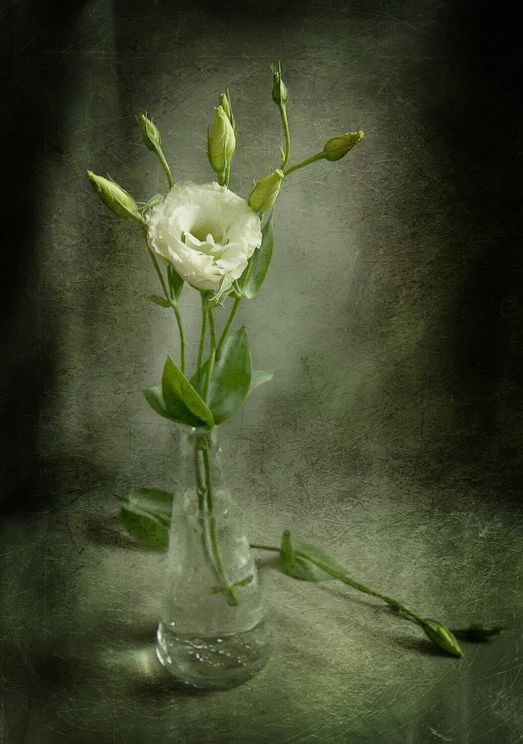 Бутон, Бутылка, Ваза, Цветок, Эустома, button