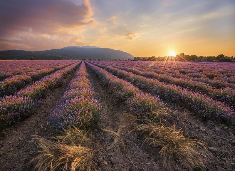 Лаванда фото превью