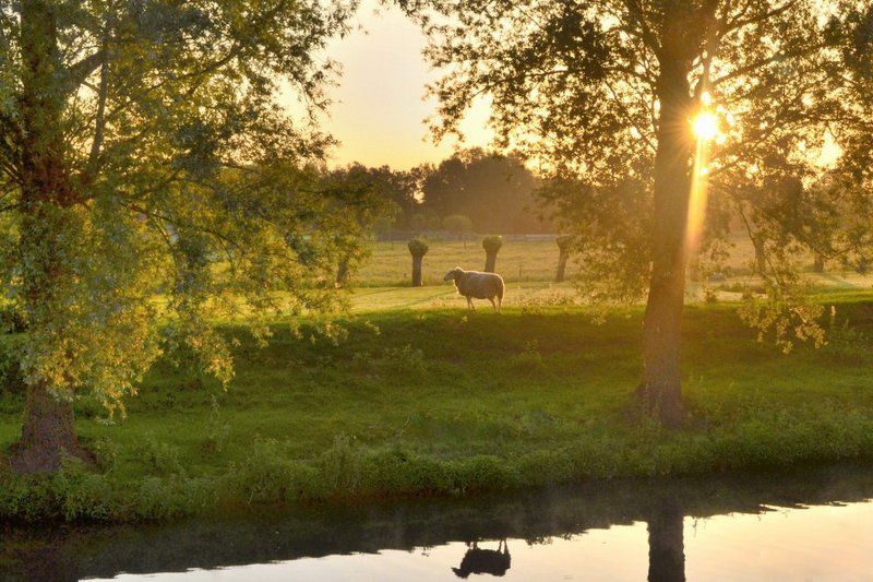 Golden morning. фото превью