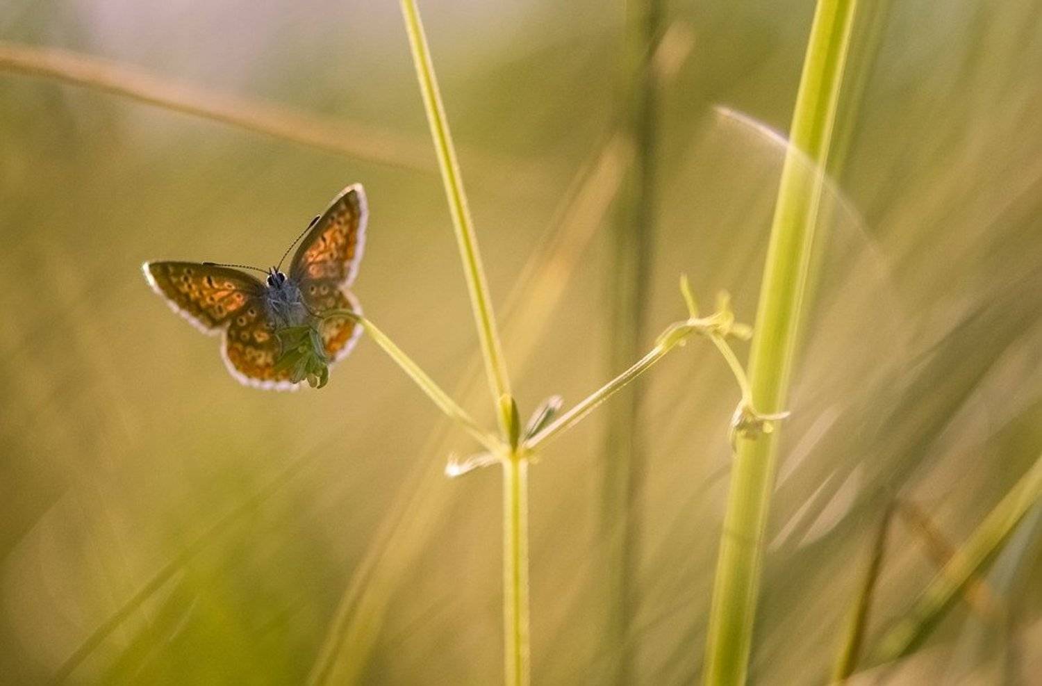 , Вячеслав Мищенко
