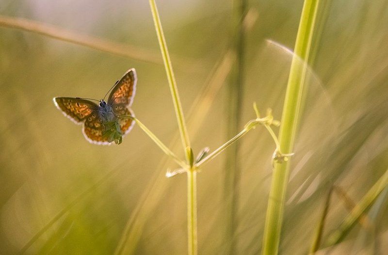 Солнечная фото превью