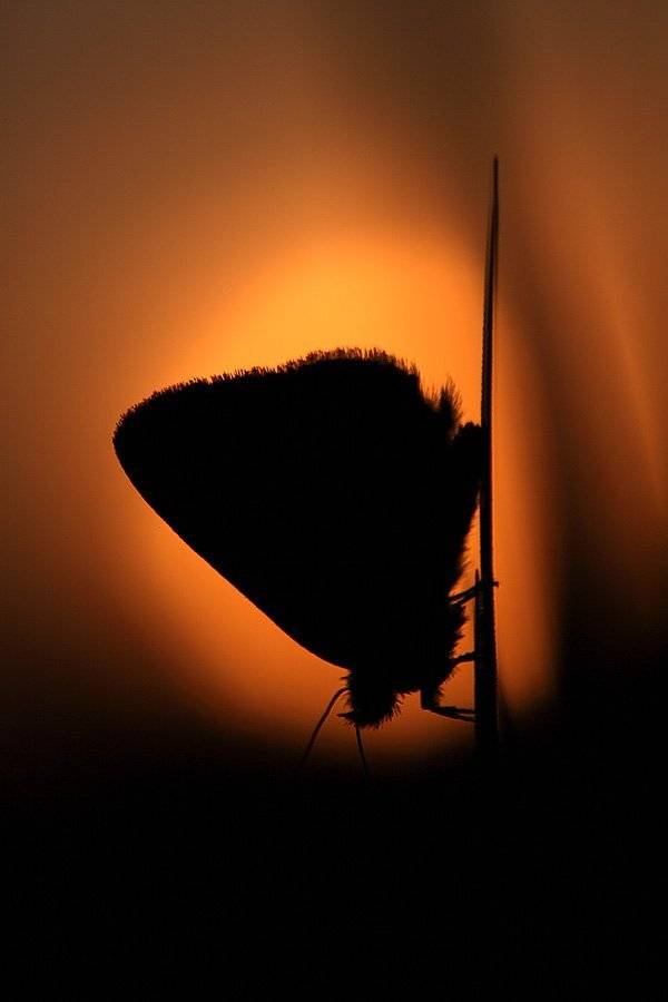 , Сергей Таланов