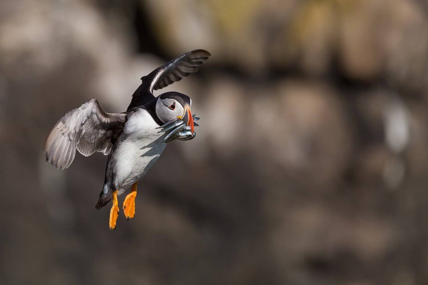 , Marcin Kaczmarkiewicz