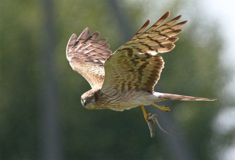 Всё вкусное - птенцам! фото превью