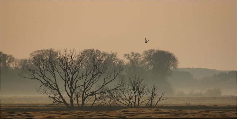 наша sawanna... фото превью
