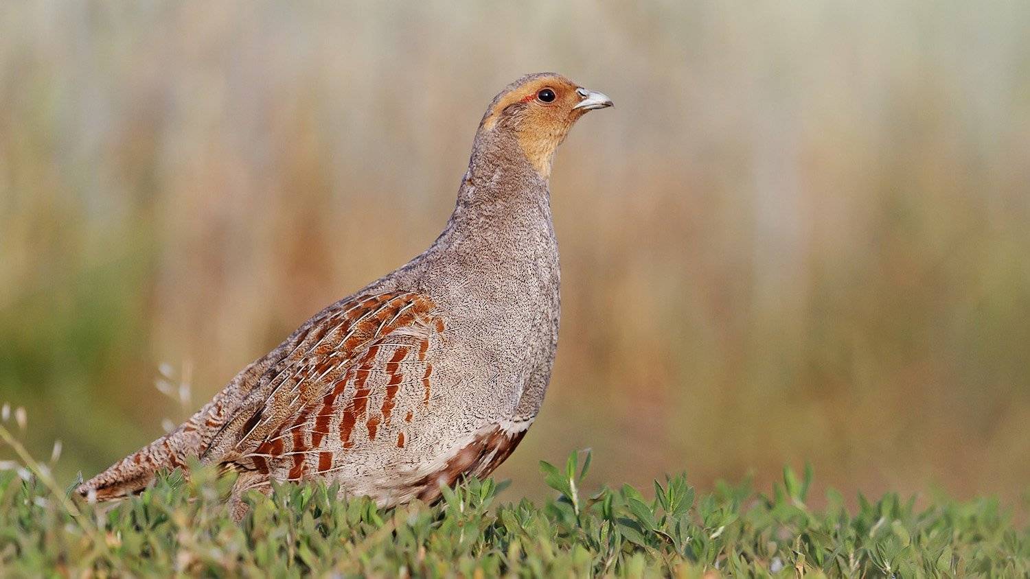 Куропатка серая, Птица, Птицы, Костянтин Пазюк