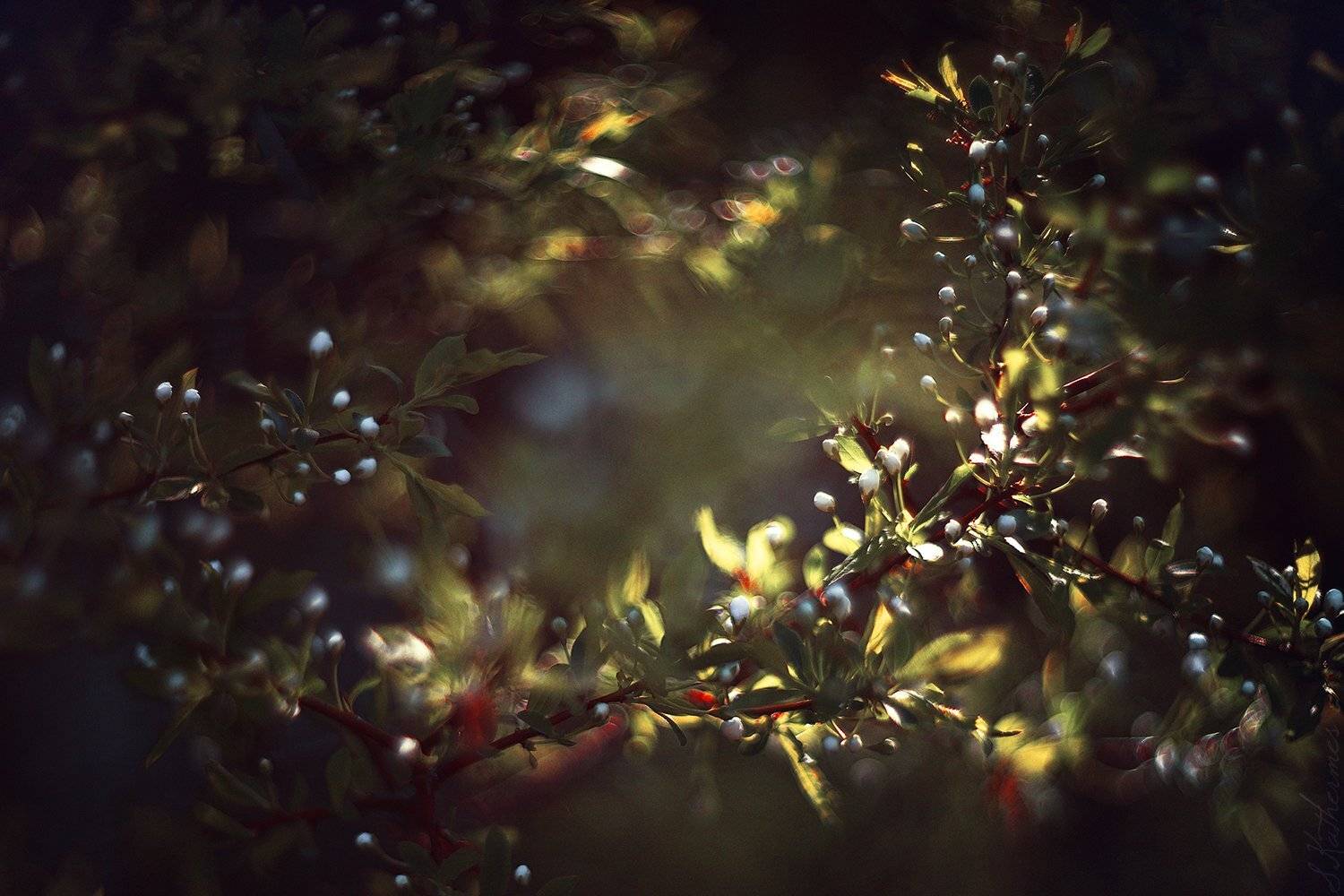 , София Катермес