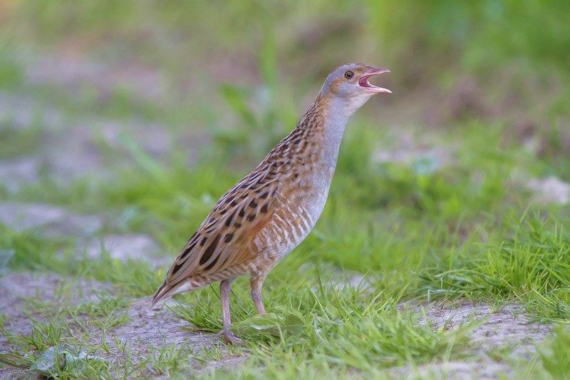 Коростель, дергач, пастушковые Безумный дергач. фото превью