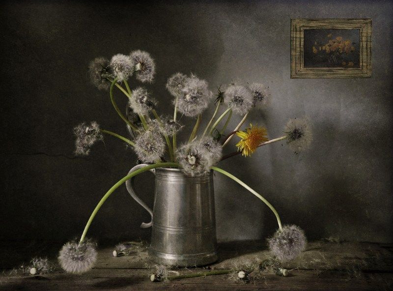 Про одуванчики фото превью