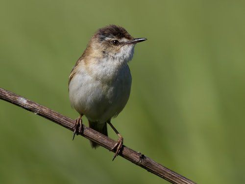 Paddyfield Warbler.
