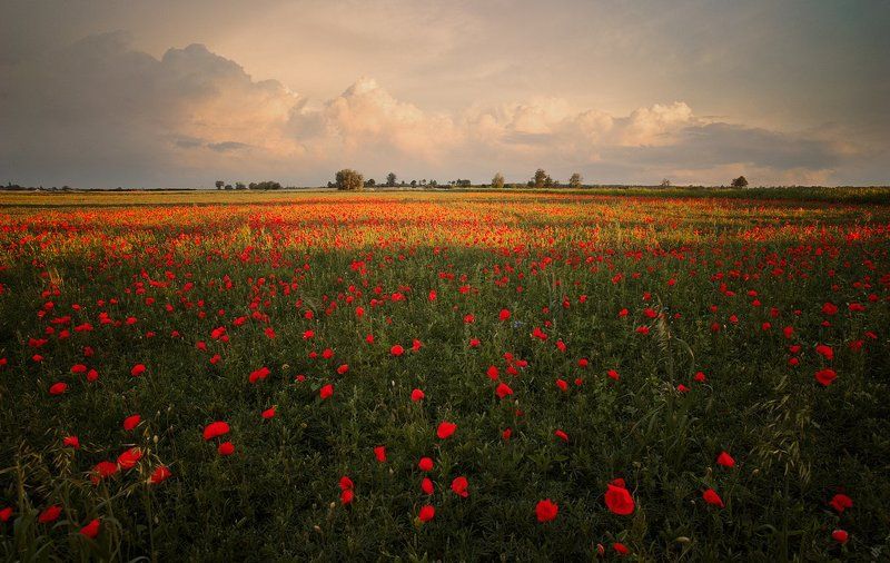 poppies, field, nature, golden, hour Poppies field фото превью