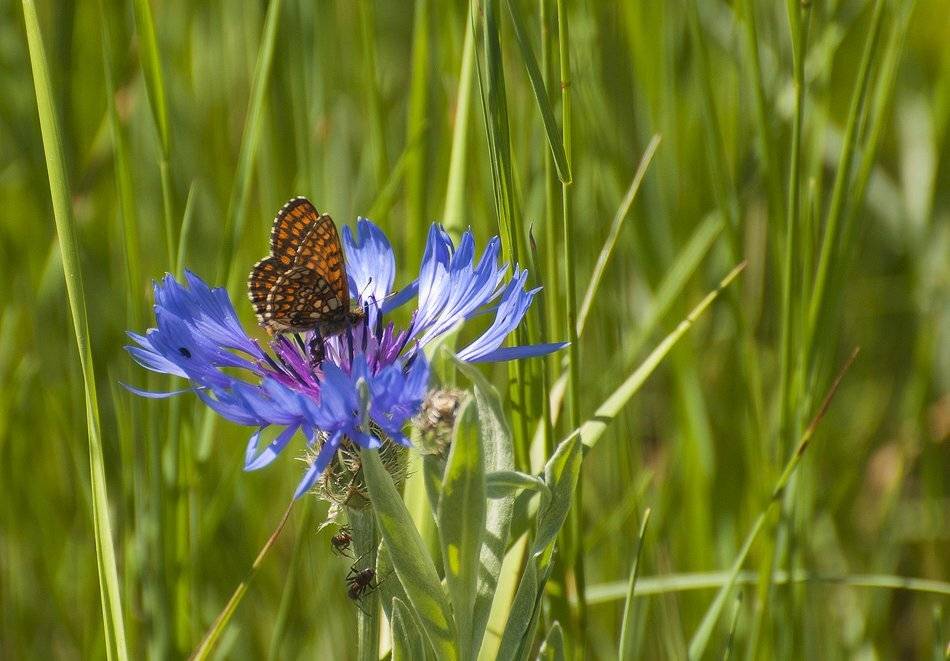 , Саша  Вайсберг / Waldschnepfe /