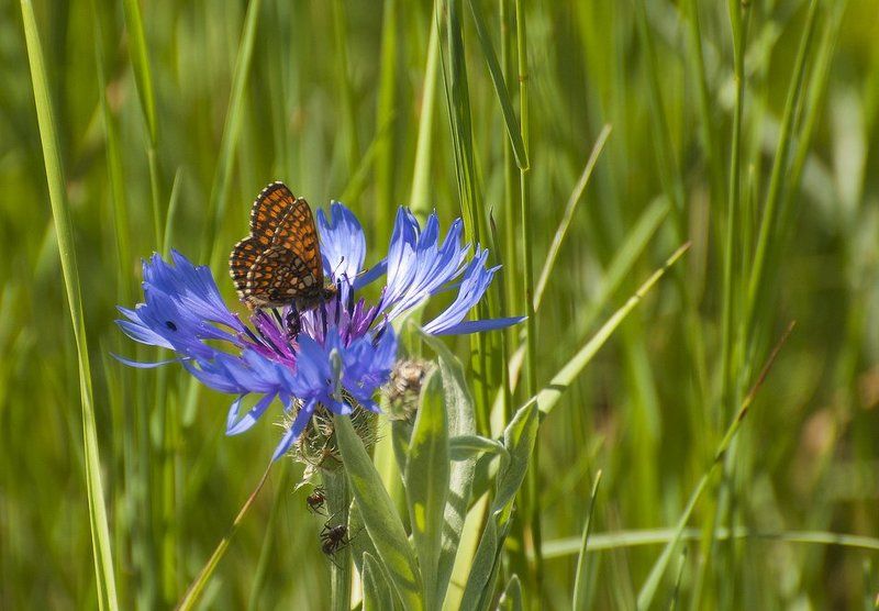 Бабочка и василёк... фото превью