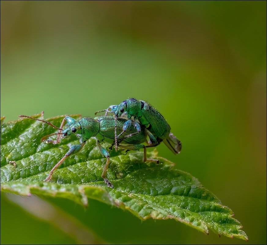 , Бурлов Андрей